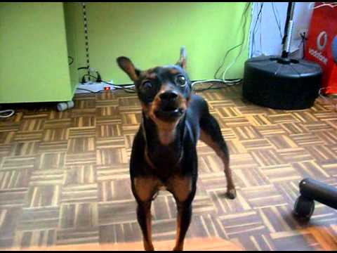 Cane Che Abbaia Youtube