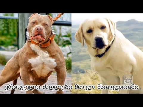 ,, თქვენი ერთგული ძაღლები ''