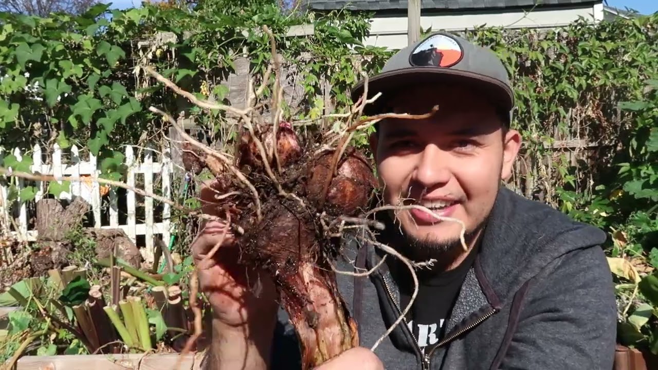 Growing Taro Successfully in Cold Climates Zone 7a: The Taro