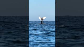 HAVE YOU EVER SEEN A WHALE REPEATEDLY SLAP ITS TAIL?! 🐋 #shorts #whale #whales #whalewatching