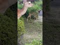 岐阜県垂井町にまた鹿の親子がやって来ました、近づいても逃げません、奈良公園からきたのかな?