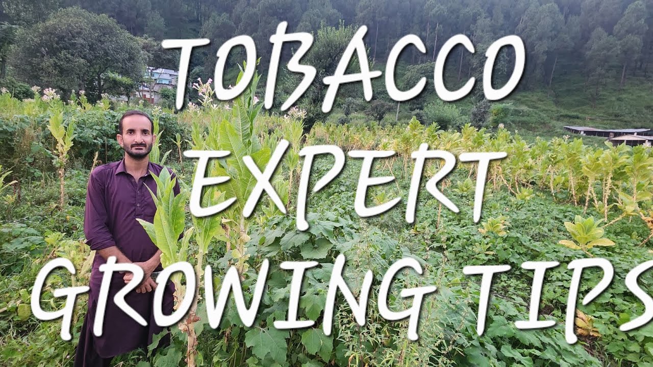 tobacco prices in portugal 2024 Impact of cigarette prices and age-of-sale policies on smoking prevalence  among youth in 26 European Member States (2012–2023): a longitudinal  ecological study using repeated cross-sectional data