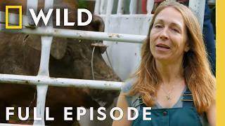 Hump Day (Full Episode) | Dr. Oakley, Yukon Vet | Nat Geo Animals Profile
