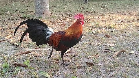 qaib dib zoo nraug 2025