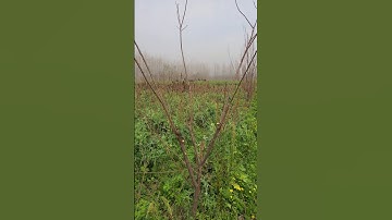 plum tree pruning #satisfying #pruning #farming #shotsvideo