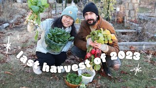 LAST harvest of our 2023 vegetable garden!! (spinach, radishes, turnips, tatsoi)