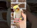 【オカメインコ】モモヒキ隊の日常。ハチヲの脇を攻めます！！ #脇下急襲