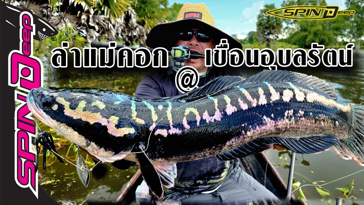 ตกปลาชะโดแม่คอกเขื่อนอุบลรัตน์ด้วยเหยื่อ Storm Spin Deep
