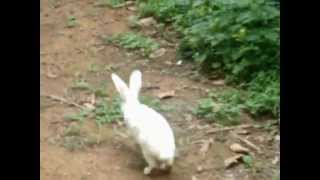 innocent rabbits - cute video