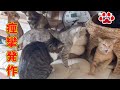 【注意】猫の発作が再発。動物病院で発作がでて倒れたミエル【瀬戸のミエル日記】