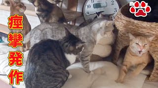 Cat's seizure recurred. Miel collapsed after a seizure at the veterinary clinic. by Miaou 271,288 views 3 months ago 22 minutes