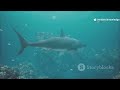 Bluefin Tuna vs Orca: Ocean Apex Battle! Who Wins?#BluefinTuna #Orca #OceanBattle