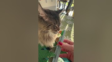 Catnip toys for cats #catnipchallenge #catnip #catnipforcats #catsoftiktok #cattoys #catniptoy