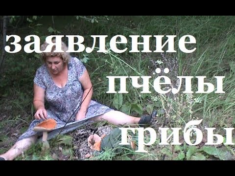 Дневник казачки деревенская жизнь на