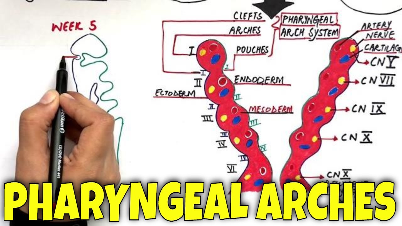 Pharyngeal Arches And Its Derivatives - Master  Pharyngeal Arches In Less Than 7 Minutes Only!