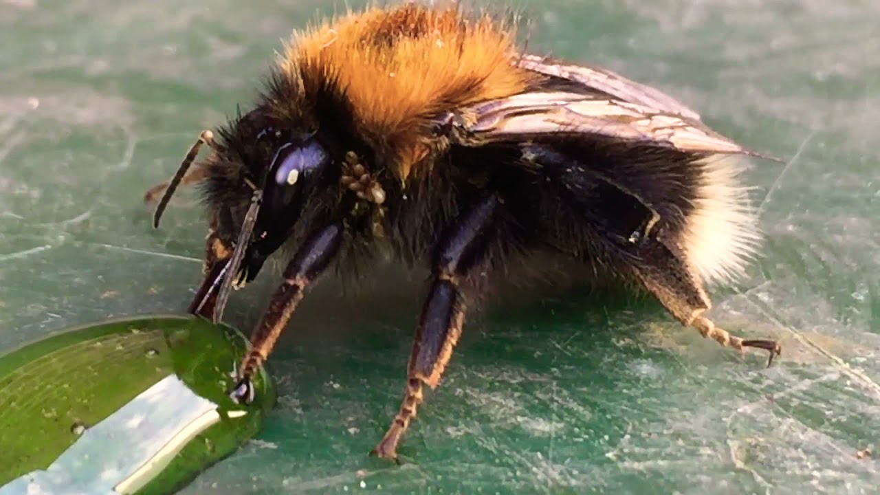 vomiting of a honey bee YouTube