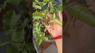 Pandit Pradeep Mishraji#belptra ke #upay#shorts#youtubeshorts