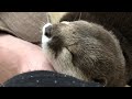 カワウソさくら うちのスリッパが履けないしどかないし可愛い Otters like slippers that do not move