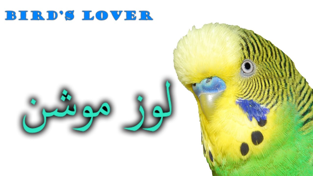 Birds loose motion or diarrhea, and its treatment Video No. 12