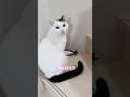 猫が2階に行くか悩んだ結果こうなりました