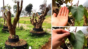 Cách Phân Biệt HOA TƯỜNG VI RỪNG Và TƯỜNG VY TA (Nhìn Là Biết Liền)