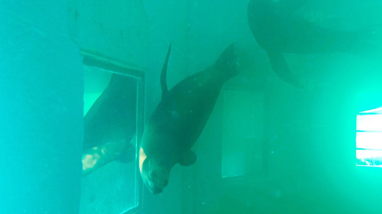 ГЕЛЕНДЖИК 2021 КАЛИФОРНИЙСКИЙ МОРСКОЙ ЛЕВ