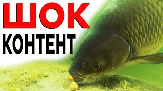 видео: ПОКЛЬОВКА монстра ПІД ВОДОЮ! Як піймати коропа НА ОЧЕРЕТ? картинка: ПОКЛЬОВКА монстра ПІД ВОДОЮ! Як піймати коропа НА ОЧЕРЕТ?