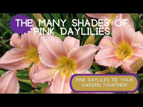 Video: Seperti apa rasanya daylilies?