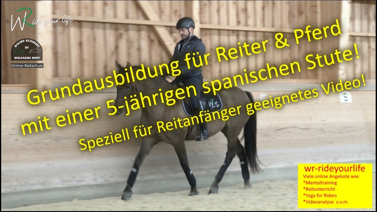 F204 5-jährige spanische Stute. Info für Reiter und Reitanfänger. Übergänge und Einwirkung am Pferd.