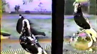 DVD17 - Roller Pigeons - Bobby Bradley Richard Jacenette 1989