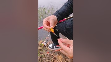 Hướng dẫn câu lục đầu cần sử dụng cần đơn cần tay