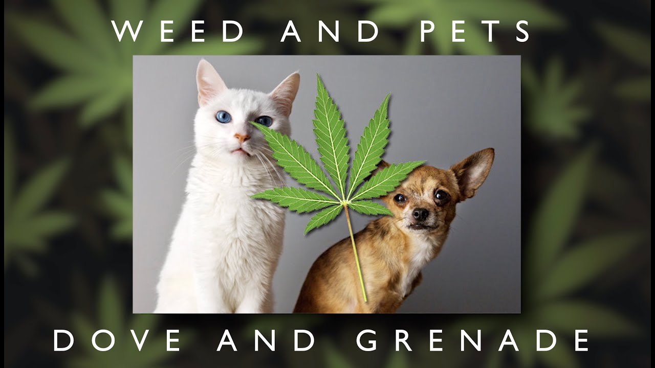 CRASH CANNA - Ep. 04 - Should I Hotbox The Dog House?