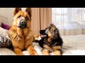 Puppy Demands Attention from German Shepherd