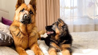 Puppy Demands Attention from German Shepherd