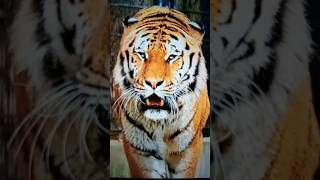 Амурский ТИГР - СИЛА и КРАСОТА!😮😳Самый свирепый хищник.