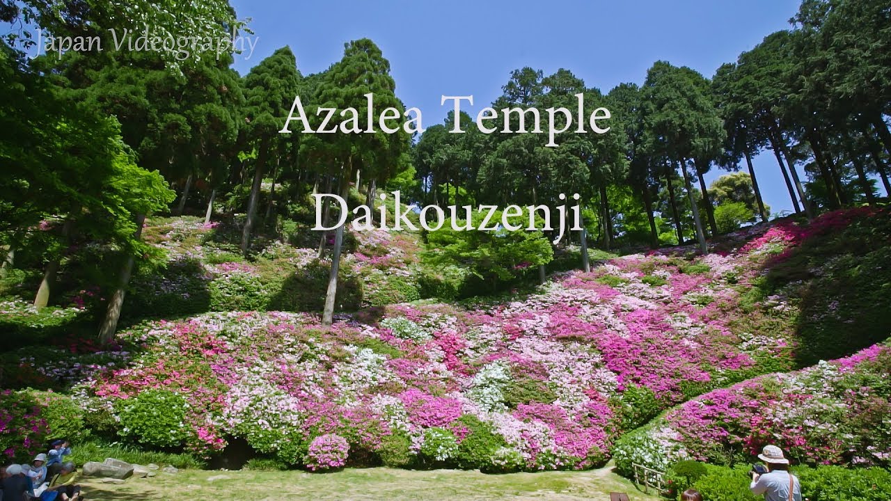 4k Azalea Temple 九州つつじ寺 大興善寺 契園 日本の美しい風景 佐賀県 Daikouzenji Tsutsuji Festival In Kyushu Japan Youtube