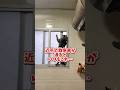 【気持ちはわかる…】#ねこ #ネコ #猫 #cat #shorts #comedy #救急車