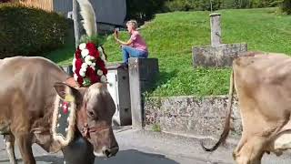 Cow 🐄 Parade - Swiss Tradition & Culture 🇨🇭  | Schweizer Kuhparaden 🐄  | Nafel, Glarus #switzerland