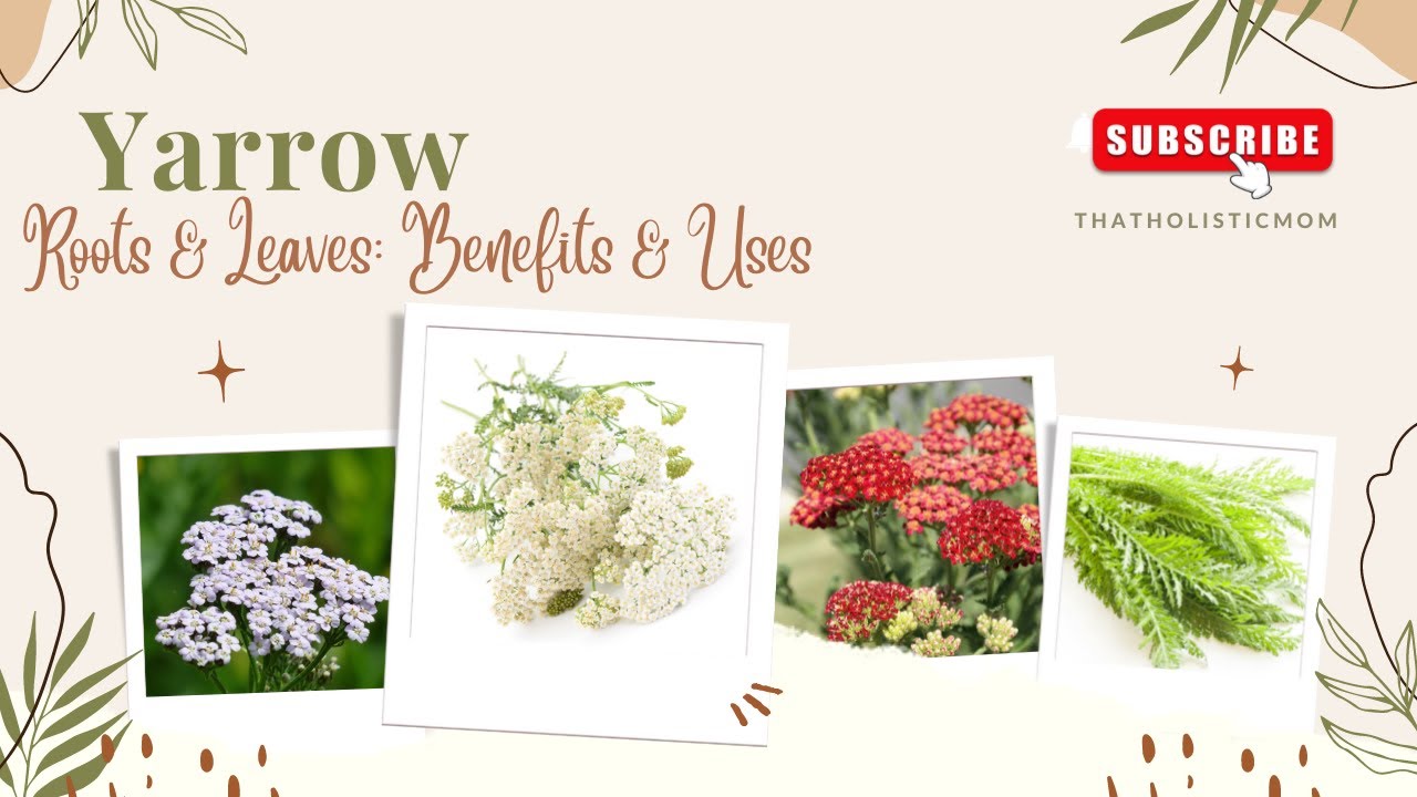 Yarrow Benefits, Uses & Side Effects