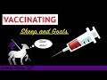 Vaccinating Sheep and Goats:  Comprehensive Guide