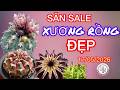 17.05.2026 Lô xương rồng đẹp, đáng sưu tầm ,trồng là mê   #cayxuongrong #xuongrongbmt