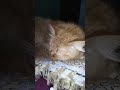 Cute Cat Videos Shorts #FunnyCats#CuteCats#CatVideos#ViralCats#CatShorts