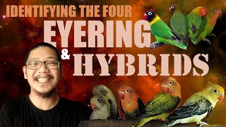 IDENTIFYING THE FOUR EYERING LOVEBIRDS AND THEIR HYBRIDS