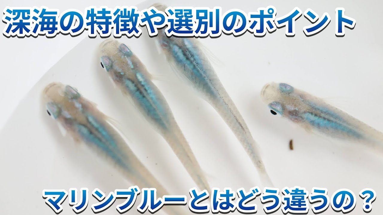 深海の掛け合わせやおすすめの容器、選別のポイントは？マリンブルーと 
