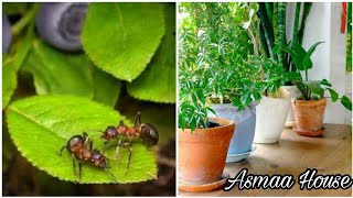 التخلص من النمل الموجودبسبب النباتات المنزلية بطرق طبيعيه أمنه وفعالة