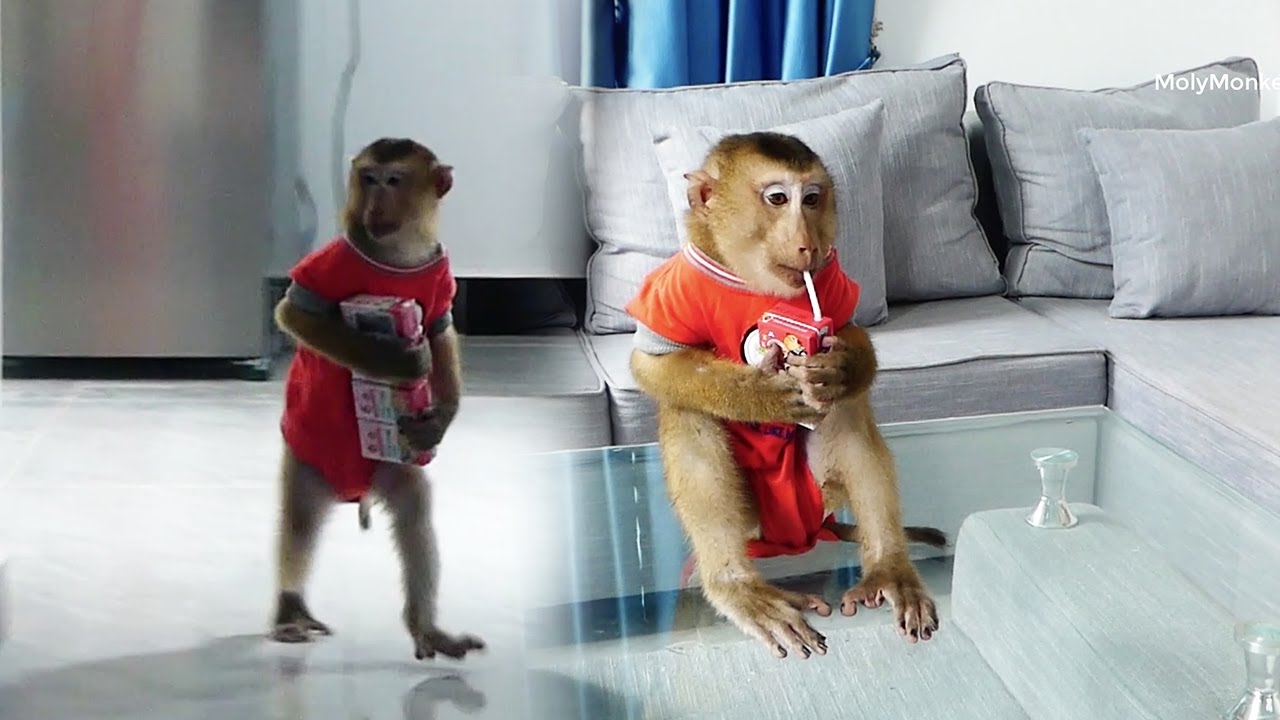 Dodo Run So Fast Carry Milk Box To Livingroom, Dodoo Can Drink Milk For Battle