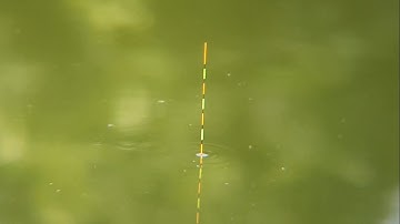 Cách cân phao câu cá diếc phao bềnh bằng mồi giun