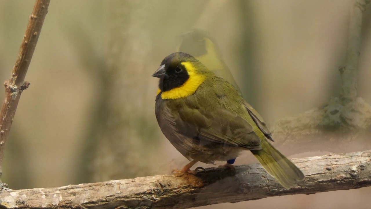 Yellow-crowned Bishop ♂︎ 