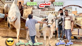 Karachi Cow Mandi Malir Latest Rates Update 28 April 2026 || Qurbani Season 2026 