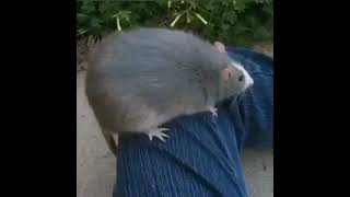 The Fat Rat (REAL)